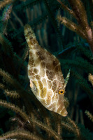 Monacanthus tuckeri (Slender Filefish)