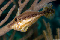 Monacanthus tuckeri (Slender Filefish)