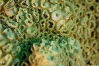 Palythoa caribaeorum (Encrusting Zoanthid)