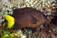 Microspathodon chrysurus (Yellowtail Damselfish)