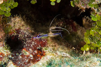 Ancylomenes pedersoni (Pederson Cleaner Shrimp)