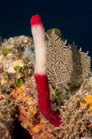 Amphimedon compressa (Erect Rope Sponge)