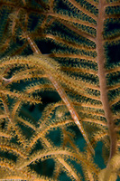 Aulostomus maculatus (Atlantic Trumpetfish)