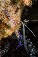 Ancylomenes pedersoni (Pederson Cleaner Shrimp)