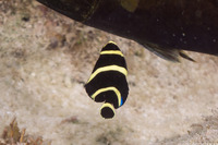 Pomacanthus paru (French Angelfish)