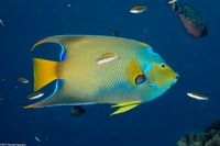 Holacanthus ciliaris (Queen Angelfish)