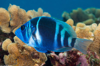 Hypoplectrus indigo (Indigo Hamlet)