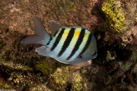 Abudefduf saxatilis (Sergeant Major)