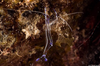 Ancylomenes pedersoni (Pederson Cleaner Shrimp)