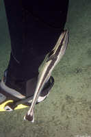 Echeneis naucrates (Sharksucker)