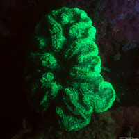 Mycetophyllia lamarckiana (Ridged Cactus Coral)