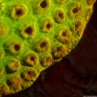 Montastraea cavernosa (Great Star Coral)