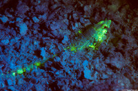 Synodus intermedius (Sand Diver)