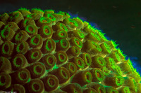 Montastraea cavernosa (Great Star Coral)