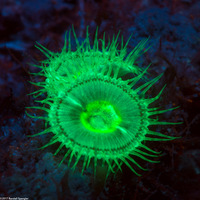 Palythoa grandis (Sun Zoanthid)