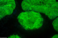 Mussa angulosa (Spiny Flower Coral)