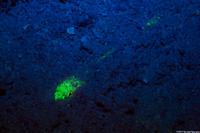 Synodus intermedius (Sand Diver)