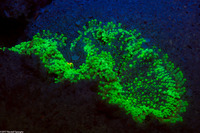 Ricordea florida (Florida Corallimorph)