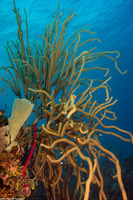 Pseudoplexaura sp.1 (Porous Sea Rod)