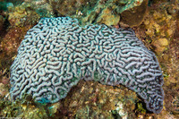 Mycetophyllia aliciae (Knobby Cactus Coral)