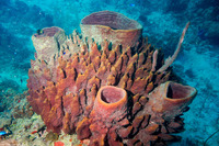 Xestospongia muta (Giant Barrel Sponge)