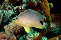 Hypoplectrus unicolor (Butter Hamlet)