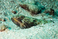 Synodus intermedius (Sand Diver)
