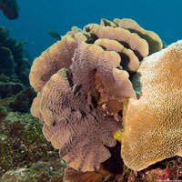 Agaricia tenuifolia (Thin Leaf Lettuce Coral)