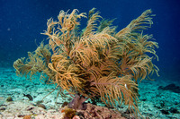 Antillogorgia sp.1 (Sea Plume)
