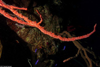 Monanchora arbuscula (Red Encrusting Sponge)