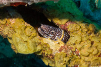 Gymnothorax moringa (Spotted Moray)