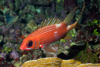 Holocentrus rufus (Longspine Squirrelfish)
