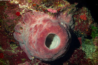 Xestospongia muta (Giant Barrel Sponge)