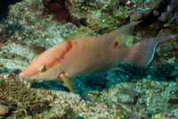 Lachnolaimus maximus (Hogfish)