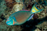 Sparisoma viride (Stoplight Parrotfish)