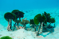 Udotea sp.1 (Mermaid's Fan)