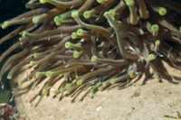 Order Mysida (Mysids)