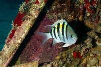Abudefduf saxatilis (Sergeant Major)