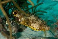 Chilomycterus antillarum (Web Burrfish)