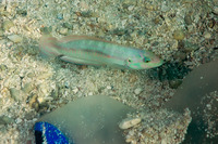 Halichoeres bivittatus (Slippery Dick)
