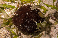 Clypeaster rosaceus (Inflated Sea Biscuit)