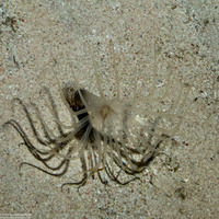 Cerianthidae sp.1 (Transparent Tube-Dwelling Anemone)