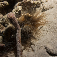 Bartholomea annulata (Corkscrew Anemone)