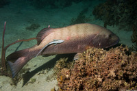 Lutjanus cyanopterus (Cubera Snapper)