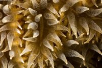 Meandrina meandrites (Maze Coral)