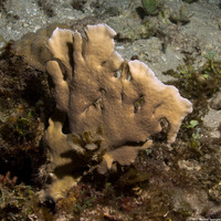 Millepora complanata (Blade Fire Coral)