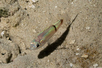 Apogon phenax (Mimic Cardinalfish)