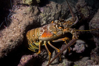 Panulirus argus (Caribbean Spiny Lobster)