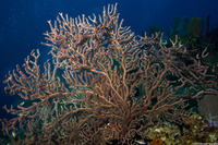 Iciligorgia schrammi (Deepwater Sea Fan)