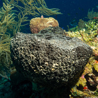 Ircinia strobilina (Black Ball Sponge)